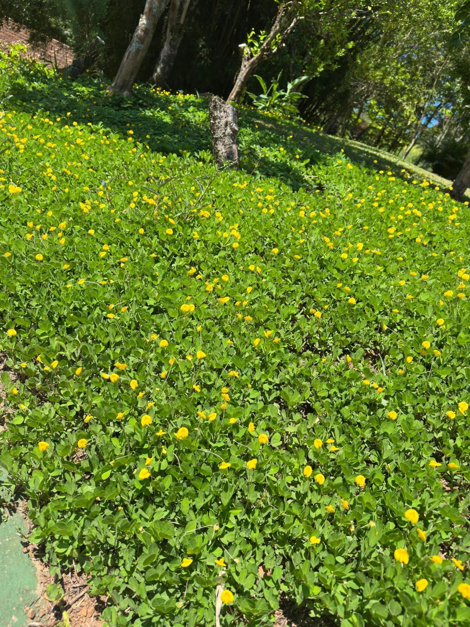 Camponesa